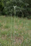 Longleaf buckwheat